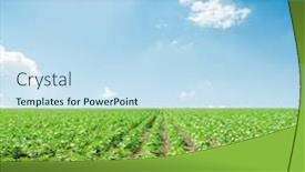  Presentation with sunflowers - Audience pleasing PPT theme consisting of field with green sunflowers and blue sky backdrop and a sky blue colored foreground