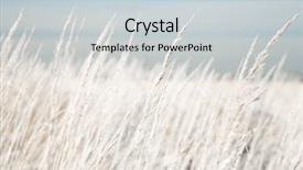  Presentation with red and gray - PPT theme enhanced with field with high grass infra background and a lemonade colored foreground