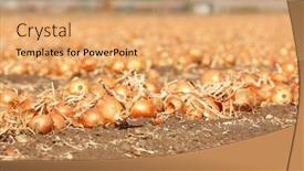  Presentation with harvest - PPT theme consisting of field with onions for harvest background and a yellow colored foreground