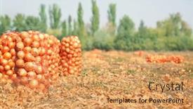 Presentation with harvest - Slide deck consisting of field with onions in mesh background and a yellow colored foreground