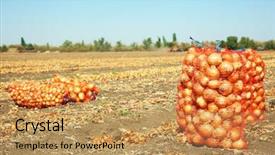  Presentation with harvest - Audience pleasing PPT layouts consisting of field with onions in mesh backdrop and a yellow colored foreground