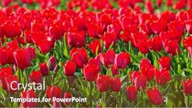  Presentation with tulips - Amazing presentation design having field-with-red-tulips-red backdrop and a tawny brown colored foreground