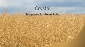  Presentation with rapeseed - 