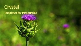  Presentation with milk thistle - Beautiful presentation featuring field with silybum marianum milk backdrop and a tawny brown colored foreground