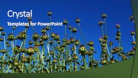  Presentation with milk thistle - Amazing presentation having field with silybum marianum milk backdrop and a ocean colored foreground