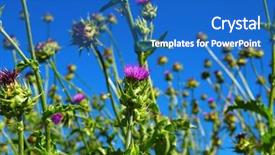  Presentation with milk thistle - Theme enhanced with field with silybum marianum milk background and a  colored foreground