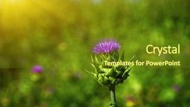  Presentation with thistle - Slide deck consisting of field with silybum marianum milk background and a tawny brown colored foreground