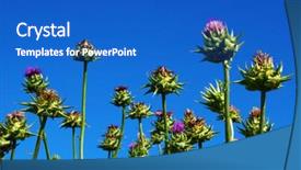  Presentation with milk thistle - Cool new theme with field with silybum marianum milk backdrop and a cobalt blue colored foreground