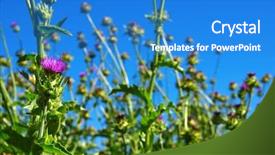  Presentation with milk thistle - Audience pleasing slide set consisting of field with silybum marianum milk backdrop and a teal colored foreground