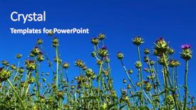  Presentation with milk thistle - Amazing slide set having field with silybum marianum milk backdrop and a royal blue colored foreground