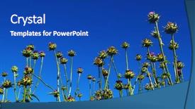  Presentation with milk thistle - Theme featuring field with silybum marianum milk background and a royal blue colored foreground