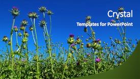  Presentation with milk thistle - Presentation theme having field with silybum marianum milk background and a ocean colored foreground