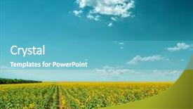  Presentation with sunflowers - Audience pleasing slide deck consisting of field with sunflowers under cloudy sky backdrop and a teal colored foreground