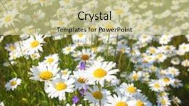  Presentation with sunny sky - Slides enhanced with field with white daisies under sunny sky background and a soft green colored foreground