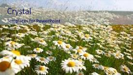  Presentation with sunny sky - Presentation design consisting of field with white daisies under sunny sky background and a sky blue colored foreground