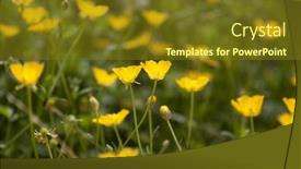  Presentation with poppies - Slide set featuring sushi roll with shrimp eggs background and a coral colored foreground