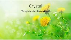  Presentation with green morning - Amazing theme having field-with-yellow-dandelions-closeup backdrop and a soft green colored foreground