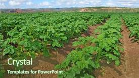  Presentation with sweet potato plant - Presentation theme with field with young potato plant background and a  colored foreground