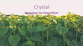  Presentation with young plant - PPT layouts consisting of field-with-young-sunflower-plant background and a sky blue colored foreground