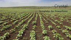  Presentation with sunflower sunflower sunflower sunflower sunflower - Theme having field with young sunflower sprouts background and a violet colored foreground