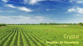  Presentation with sunflower - Theme enhanced with field with young sunflower sprouts background and a tawny brown colored foreground