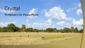  Presentation with cambodia - Presentation theme enhanced with field working - rice harvesting in cambodia background and a light blue colored foreground