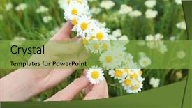  Presentation with chamomile - Colorful slide deck enhanced with fieldcraft - female hands with beautiful chamomile backdrop and a seafoam green colored foreground