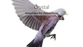  Presentation with flight - Colorful presentation theme enhanced with fieldfare-in-flight-isolated backdrop and a white colored foreground