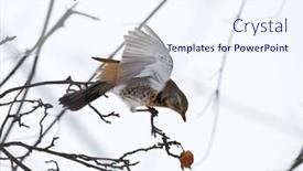  Presentation with winter forest - Slide set consisting of fieldfare on bare branch in winter forest background and a sky blue colored foreground