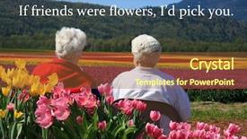  Presentation with tulip - Audience pleasing slide deck consisting of fields also available without quotes backdrop and a  colored foreground