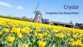  Presentation with lavendar fields - Colorful slides enhanced with fields and a traditional windmill backdrop and a  colored foreground