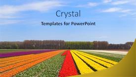  Presentation with dutch - PPT theme with fields-full-of-colorful-tulips background and a light blue colored foreground