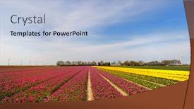  Presentation with dutch - Cool new presentation theme with fields-full-of-colorful-tulips backdrop and a light blue colored foreground