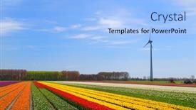  Presentation with wind - Cool new presentation theme with fields-full-of-colorful-tulips backdrop and a light blue colored foreground