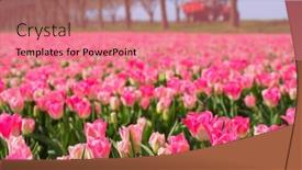  Presentation with tulips - Colorful slide deck enhanced with fields-full-of-pink-tulips backdrop and a coral colored foreground