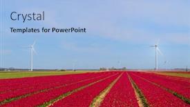  Presentation with dutch - Presentation design with fields-full-of-pink-tulips background and a light blue colored foreground