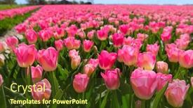  Presentation with dutch - Amazing presentation theme having fields-full-of-pink-tulips backdrop and a tawny brown colored foreground