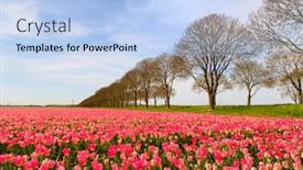  Presentation with dutch - Slide set enhanced with fields-full-of-pink-tulips background and a light blue colored foreground