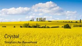  Presentation with bright yellow - Cool new presentation design with fields of bright yellow rapeseed backdrop and a gold colored foreground