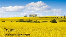  Presentation with yellow narcissus or daffodil flowers - Amazing presentation theme having fields of bright yellow rapeseed backdrop and a gold colored foreground