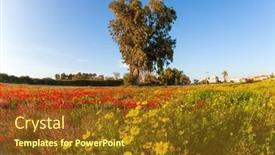  Presentation with sun desert - Cool new slide deck with fields-of-flowers backdrop and a tawny brown colored foreground