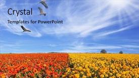  Presentation with birds flying - Slide set featuring fields of red buttercups three background and a  colored foreground