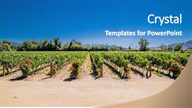  Presentation with vineyards - Presentation theme with talagante central chile growing grape background and a teal colored foreground