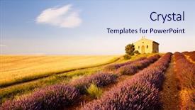  Presentation with lavender - PPT layouts having fields plateau de valensole provence background and a sky blue colored foreground