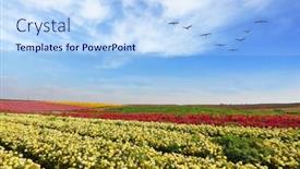  Presentation with export - PPT theme enhanced with fields-with-yellow-flowers-ranunculus background and a sky blue colored foreground
