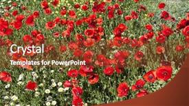  Presentation with red gold green field - Presentation enhanced with fieldwork - field of blooming bright red background and a tawny brown colored foreground