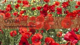  Presentation with red gold green field - Beautiful presentation featuring fieldwork - field of blooming bright red backdrop and a red colored foreground