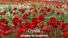  Presentation with poppies - Colorful PPT theme enhanced with fieldwork - field of blooming bright red backdrop and a tawny brown colored foreground