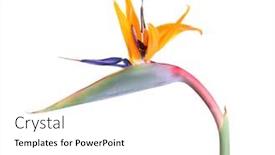  Presentation with fiery - Slide deck having fiery-tropical-strelitzia-isolated background and a white colored foreground