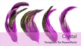  Presentation with carnival - Colorful presentation enhanced with fiesta celebration - purple feathers on white background backdrop and a lilac colored foreground